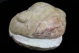 Enrolled Caudillaenus Oblongatus Trilobite - Russia #74676-3